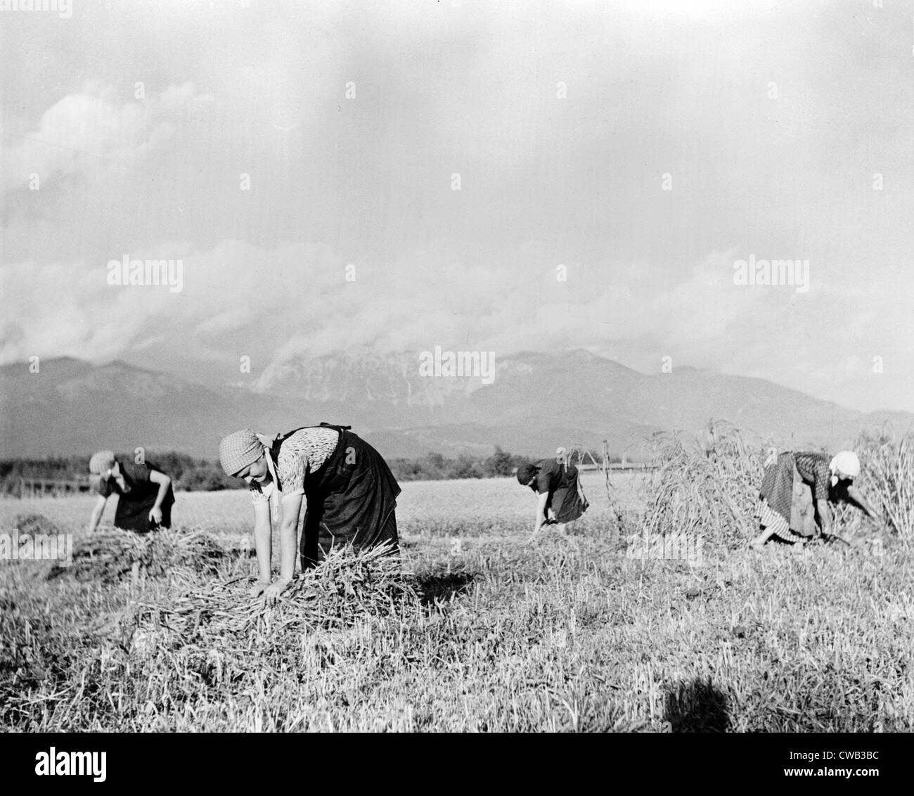 La Yougoslavie, les femmes sont yougoslave aides diligents dans toutes les phases du développement agricole de leur pays, d'une photographie circa Banque D'Images