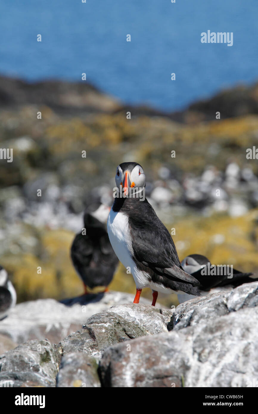 Macareux moine, Fratercula arctica Macareux moine, Commun, surnommé clown de l'océan ou sur la mer. un perroquet oiseau marin de la famille pingouin Banque D'Images