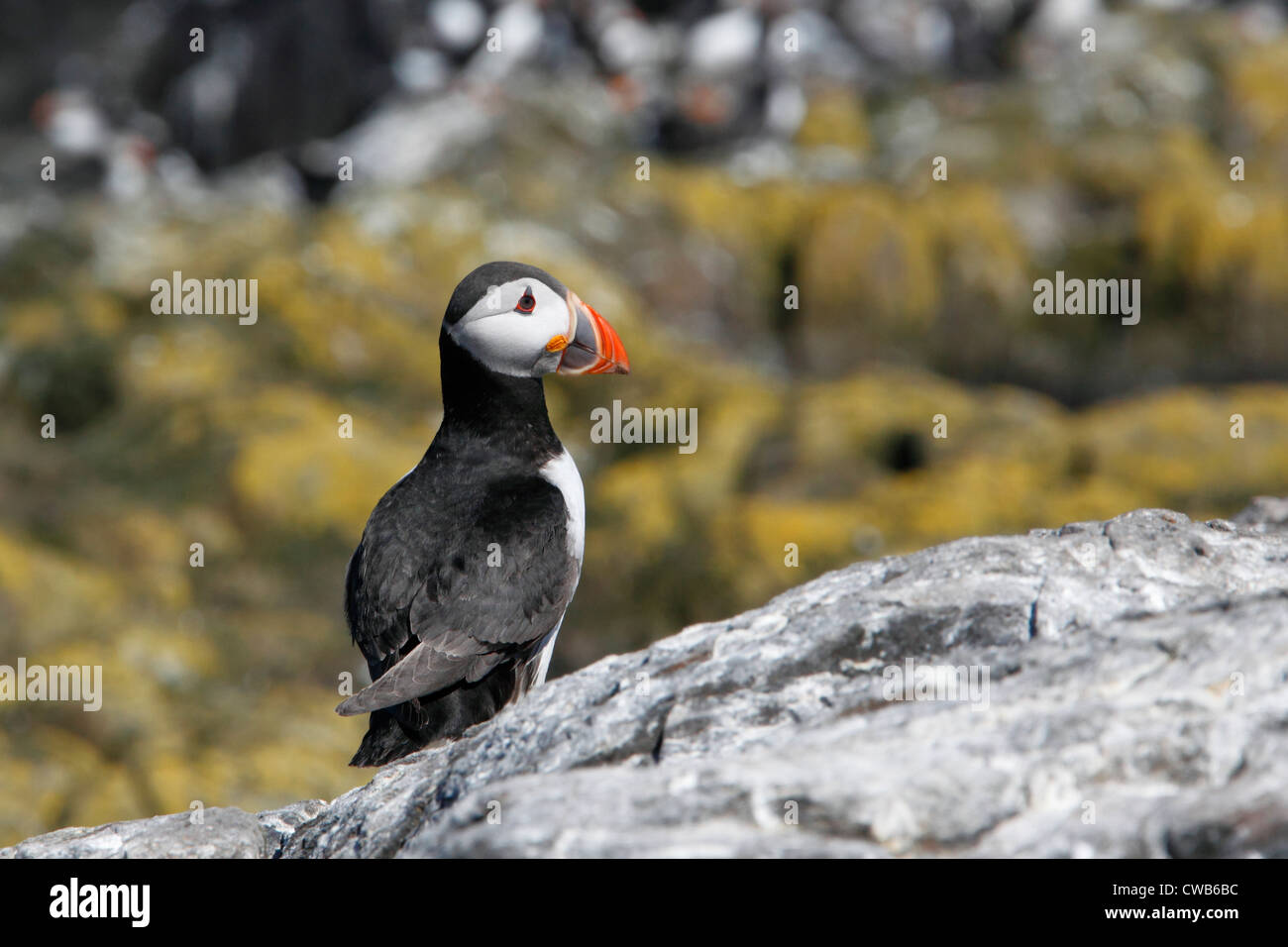 Macareux moine, Fratercula arctica Macareux moine, Commun, surnommé clown de l'océan ou sur la mer. un perroquet oiseau marin de la famille pingouin Banque D'Images