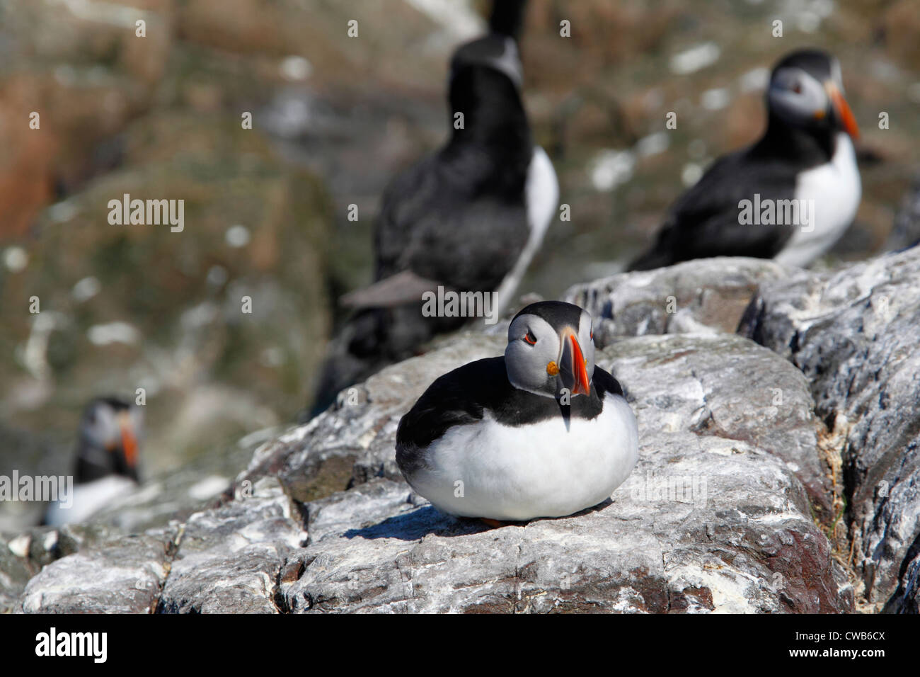 Macareux moine, Fratercula arctica Macareux moine, Commun, surnommé clown de l'océan ou sur la mer. un perroquet oiseau marin de la famille pingouin Banque D'Images