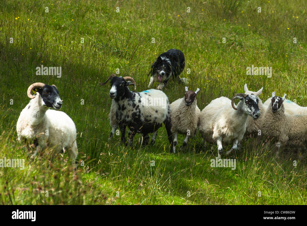 L'élevage de moutons sur le bord du village de Carrick dans le sud de Donegal, en République d'Irlande. Banque D'Images