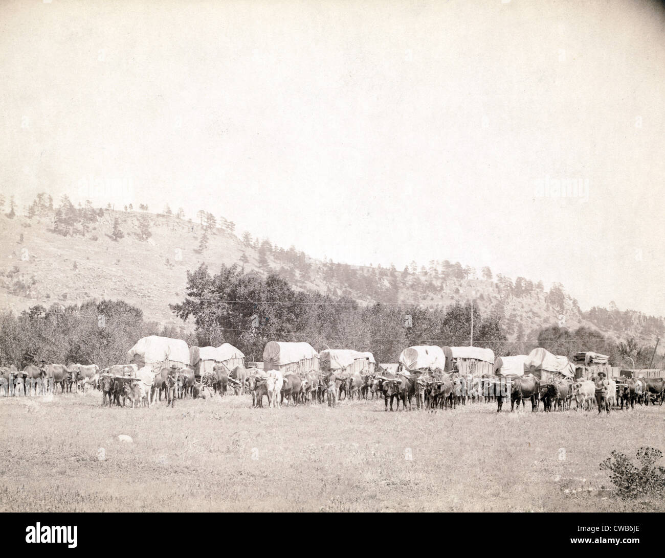 Transport aérien dans les Black Hills. Plusieurs équipes de boeuf et les wagons dans une vallée, le territoire du Dakota. photo par John C. Grabill, 1887 Banque D'Images