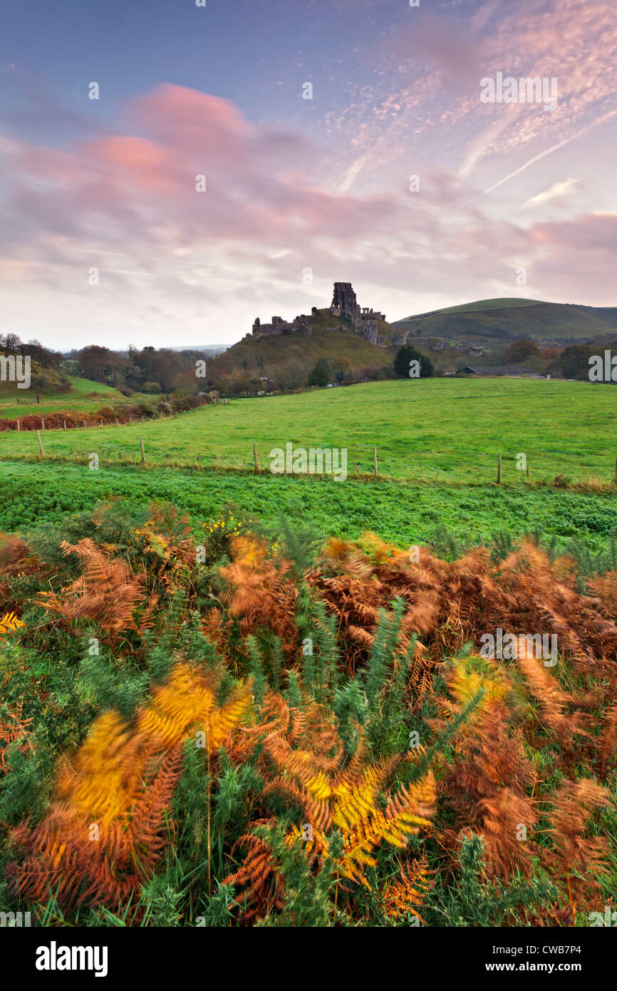 Vue sur château de Corfe à travers champs environnants et de fougères dans le vent Banque D'Images