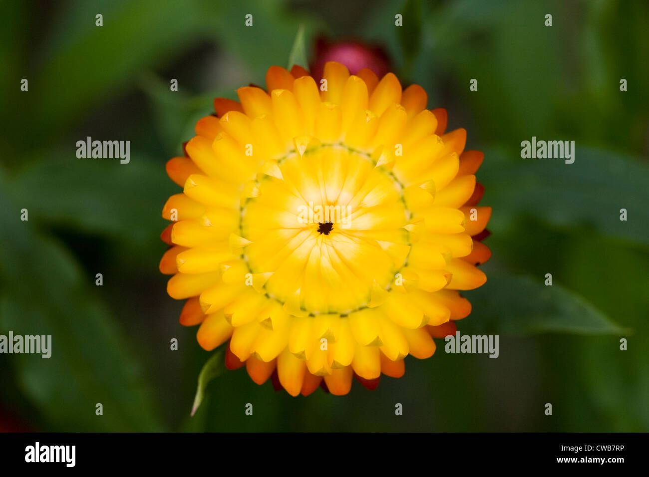 Xerochrysum bracteatum fleur. Banque D'Images