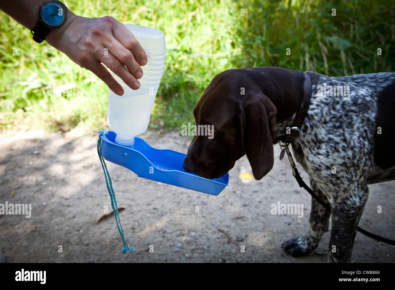 Chiot Braque allemand de potable bol portable Banque D'Images