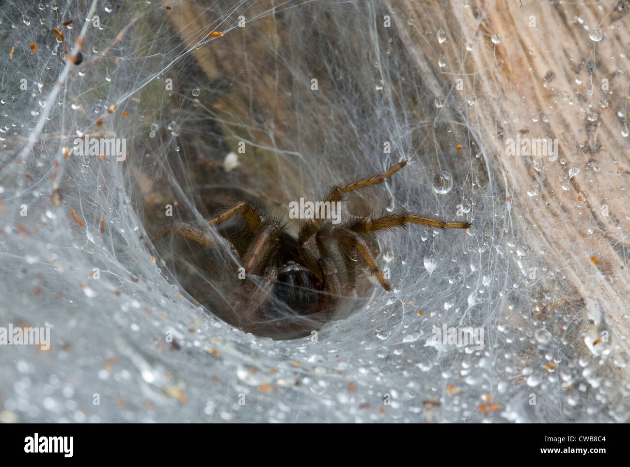 Toile araignée entonnoir Banque de photographies et d'images à haute  résolution - Alamy