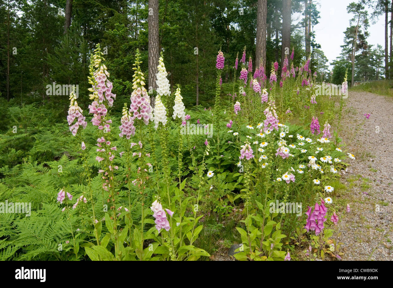 Foxglove digitales fleur sauvage des fleurs dans la forêt suédoise la Suède et de la flore sauvages forna Banque D'Images