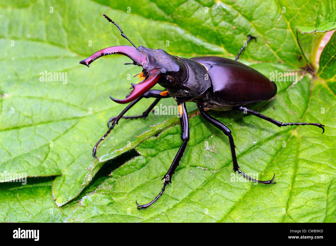 Close up of British stag beetle sur feuille verte Banque D'Images