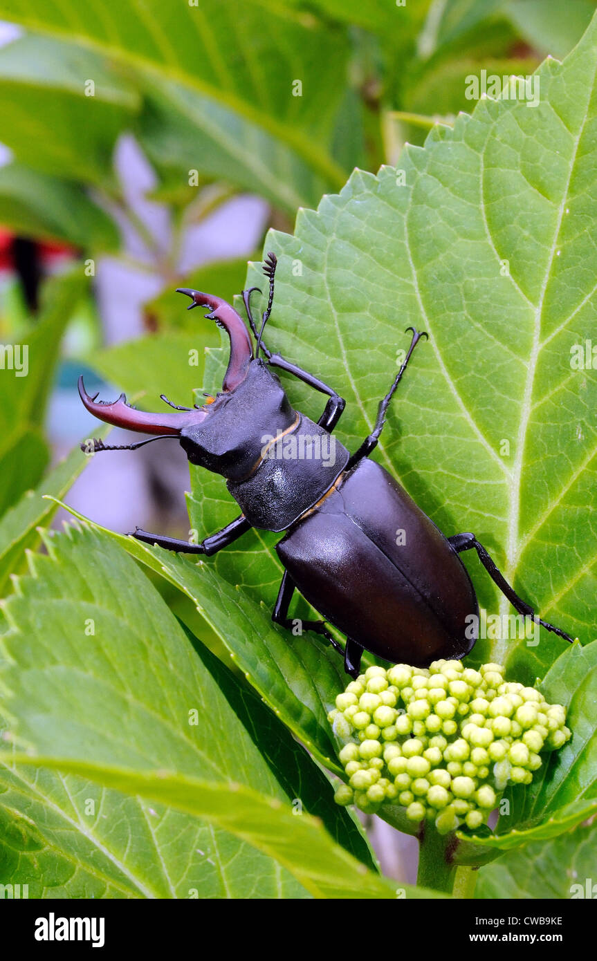 Close up of British stag beetle sur feuille verte Banque D'Images