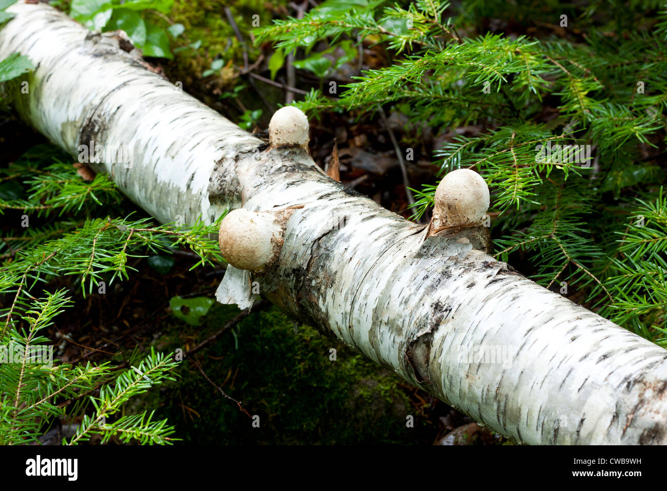 Les champignons des forêts poussant sur un bouleau tombé Banque D'Images