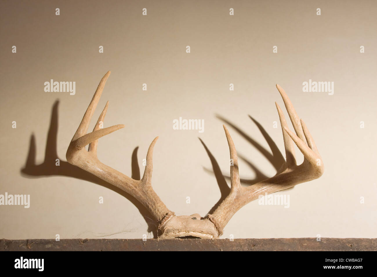 Queue blanc bois de cerf monté sur mur. Banque D'Images