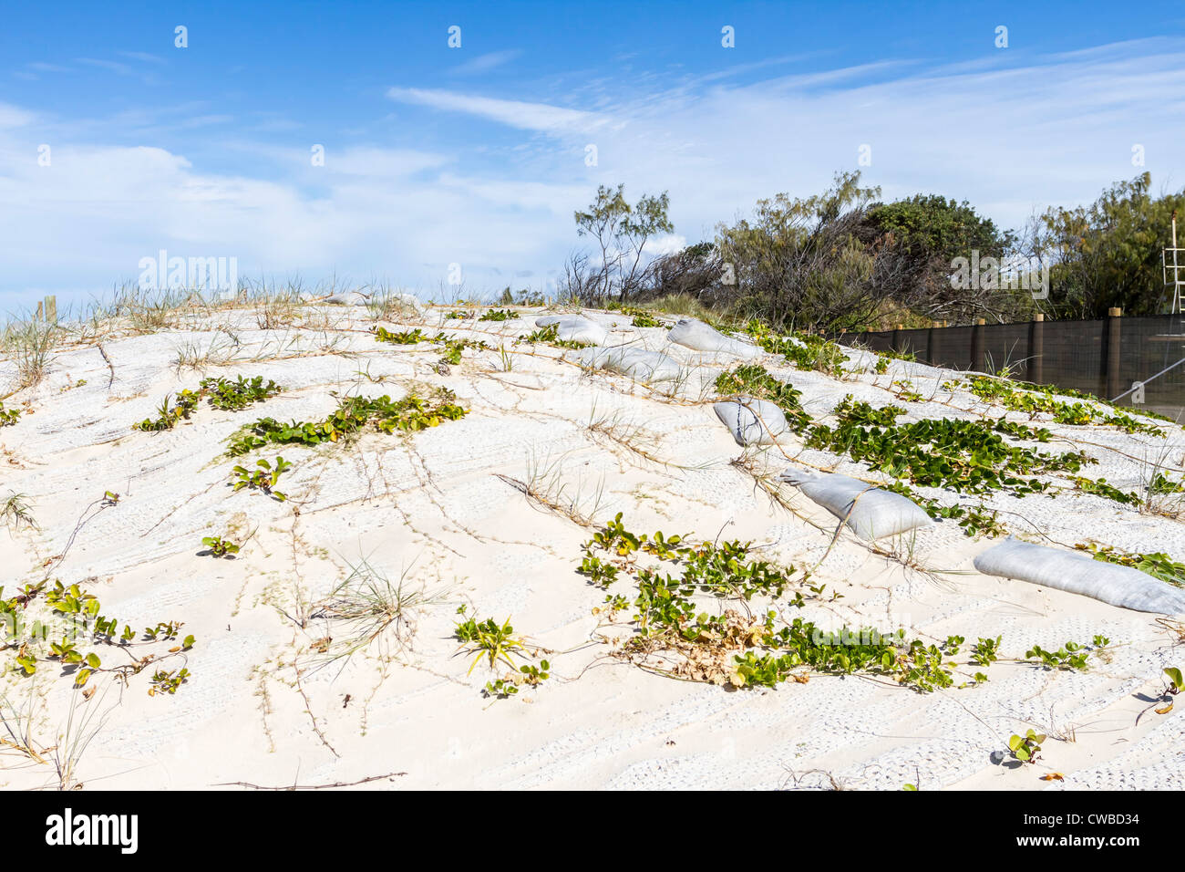 Réparation des dunes de sable à Marcoola, Sunshine Coast, Queensland, Australie Banque D'Images