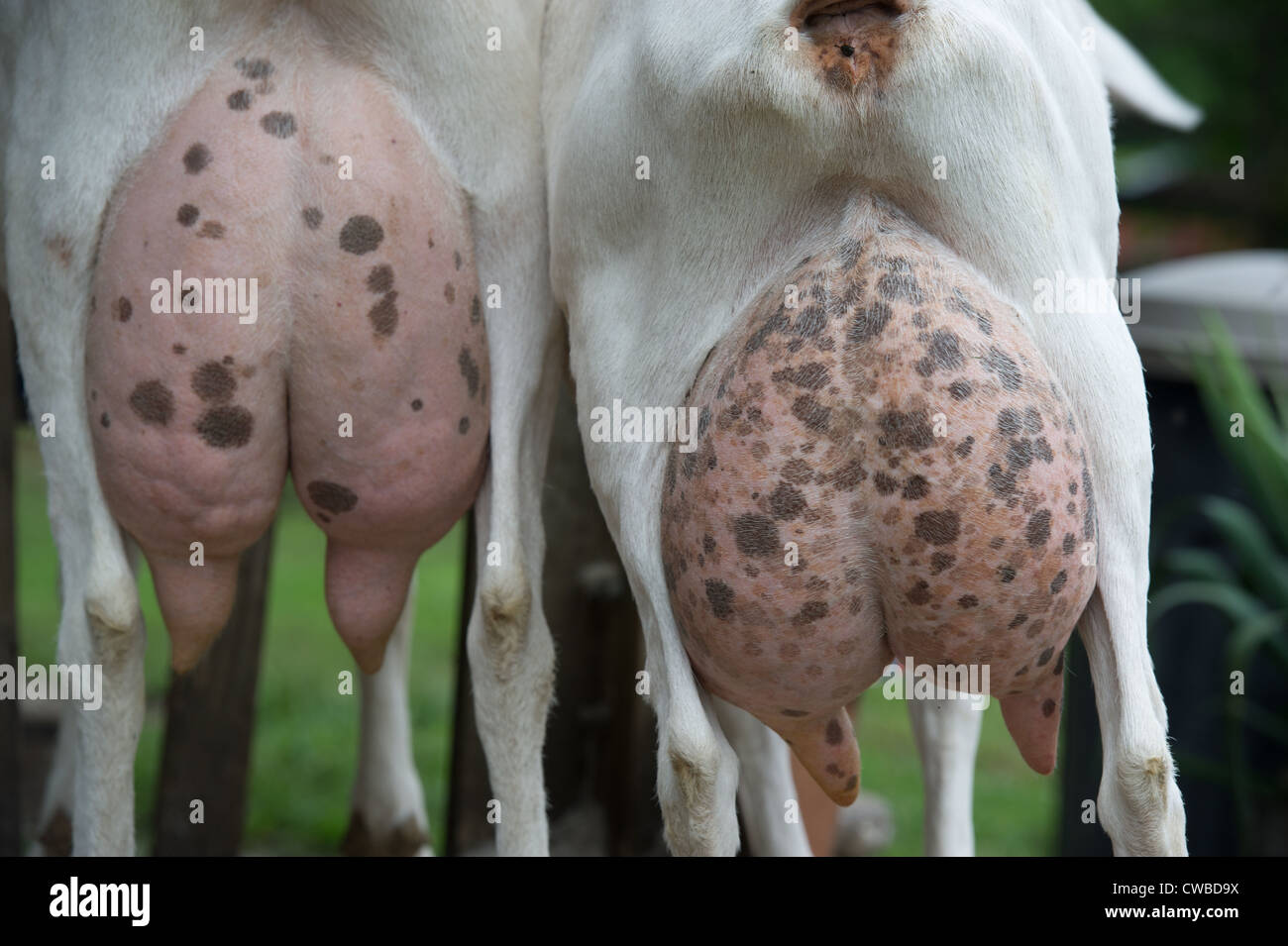 Éleveur de chèvres laitières et agricoles des producteurs de fromage Banque D'Images