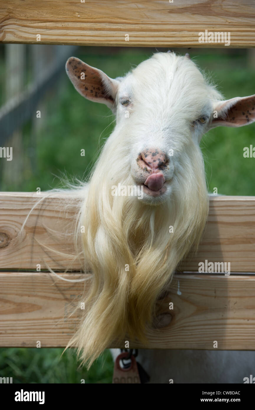 Éleveur de chèvres laitières et agricoles des producteurs de fromage Banque D'Images