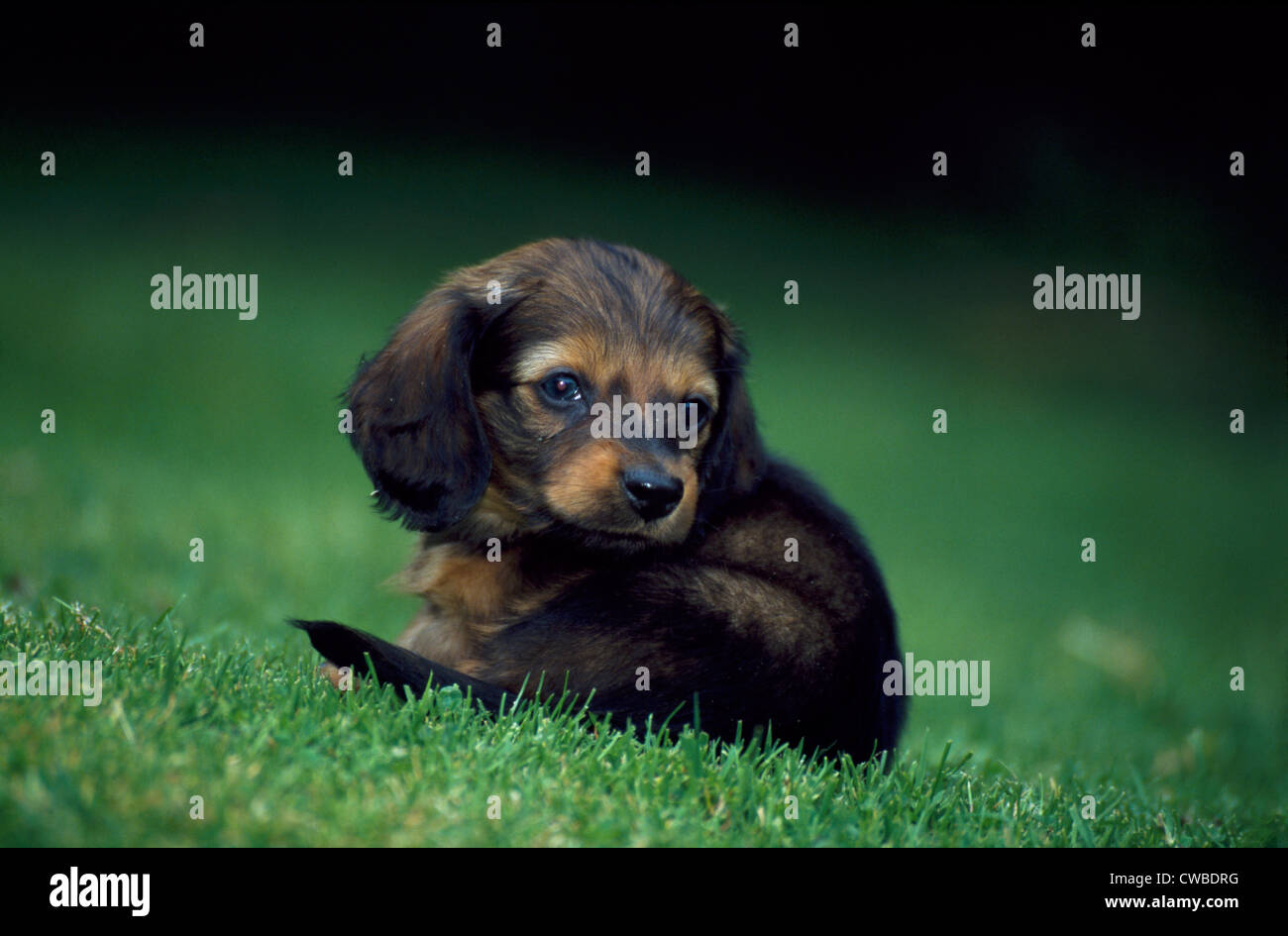 Cute dachshund puppy couché dans la cour / Irlande Banque D'Images