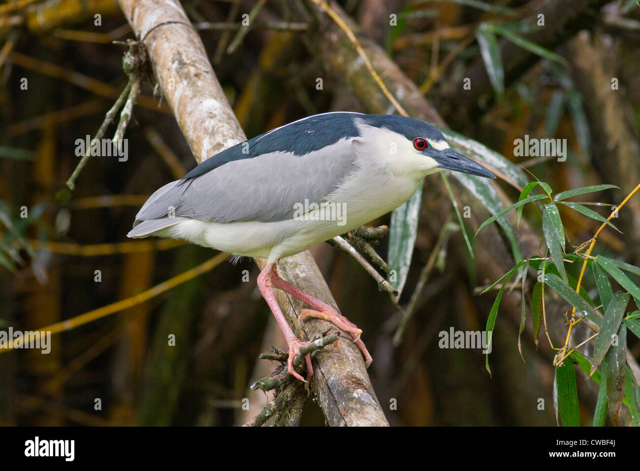 Bihoreau gris (Nycticorax nycticorax) au Centre pour l'Agronomie Tropicale Research & Education (CATIE), Costa Rica. Banque D'Images
