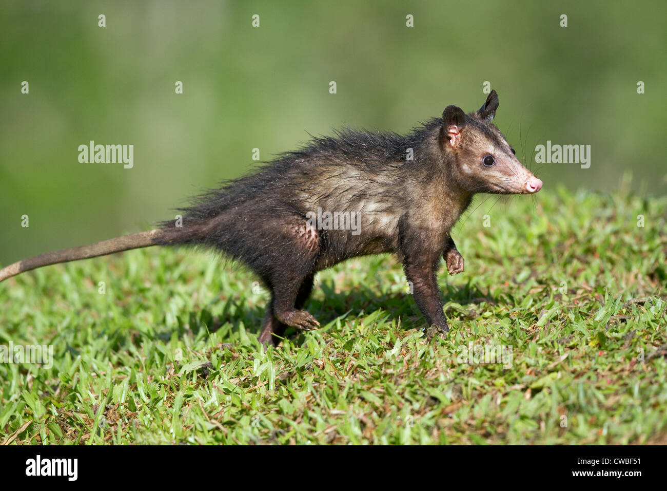 Zorro pelon Banque de photographies et d’images à haute résolution - Alamy