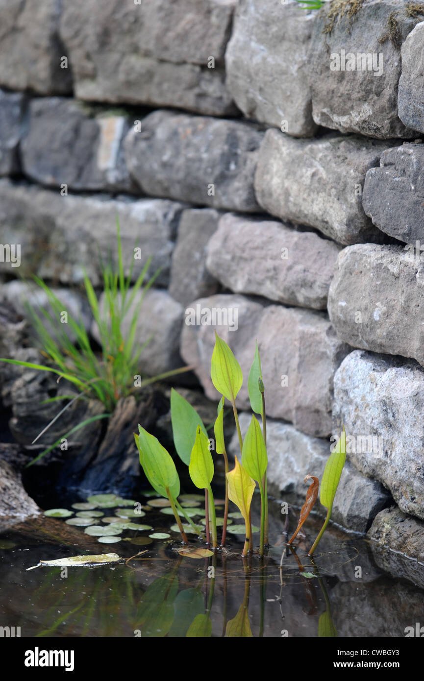 Un étang de jardin sauvage avec Bog arums UK Banque D'Images