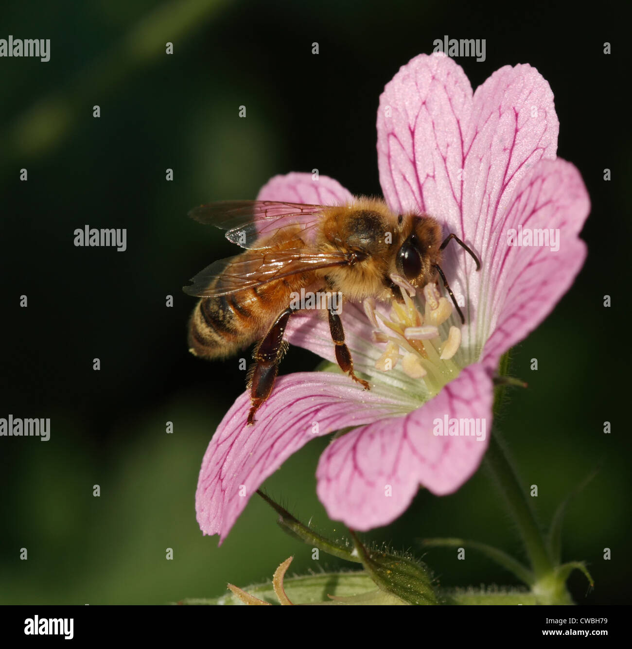Abeille sur une petite fleur rose Banque D'Images