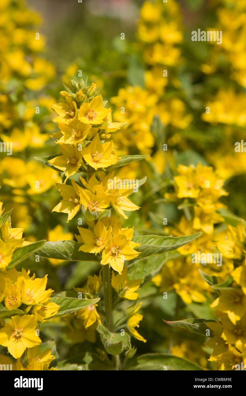 La Salicaire Lysimachia punctata jaune à fleurs jardin, UK Banque D'Images