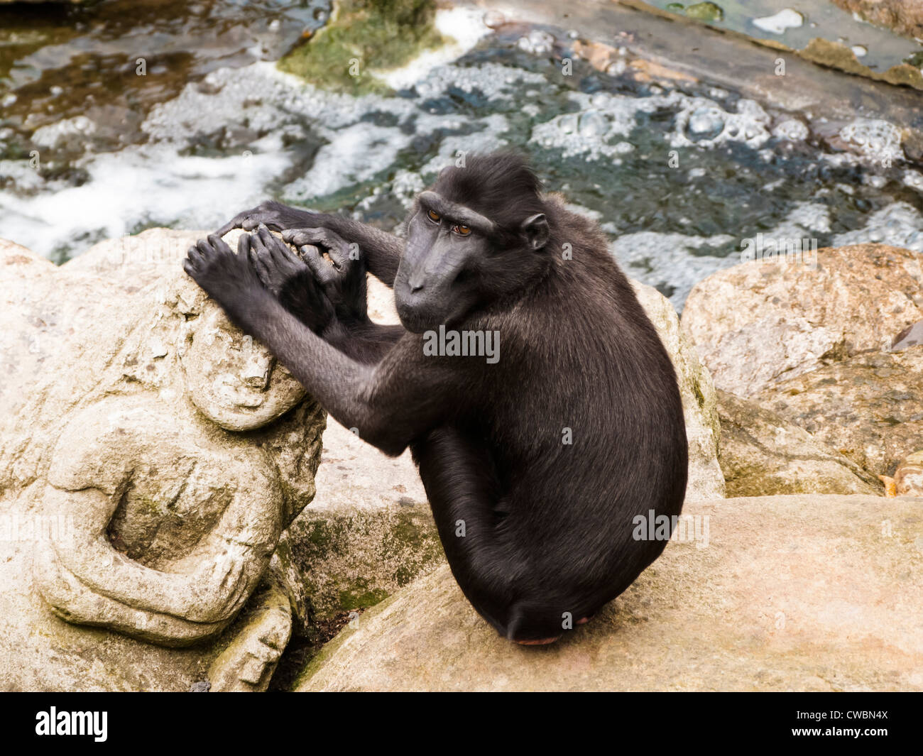 Macaque à crête de célébrités Banque D'Images