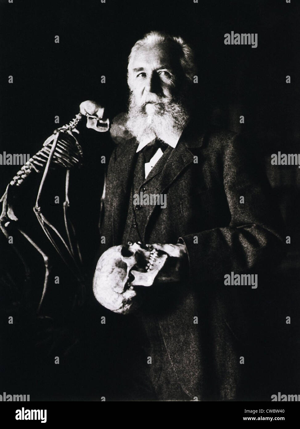 Ernest Haeckel (1834-1919), debout à côté d'un squelette de singe et tenant un crâne humain. Le zoologiste allemand adopté Banque D'Images