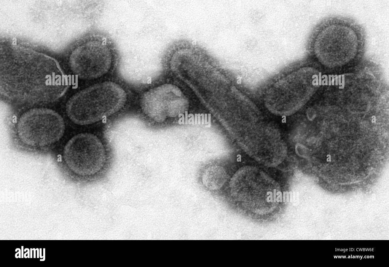 1918 virions (particules de virus influenza). Banque D'Images