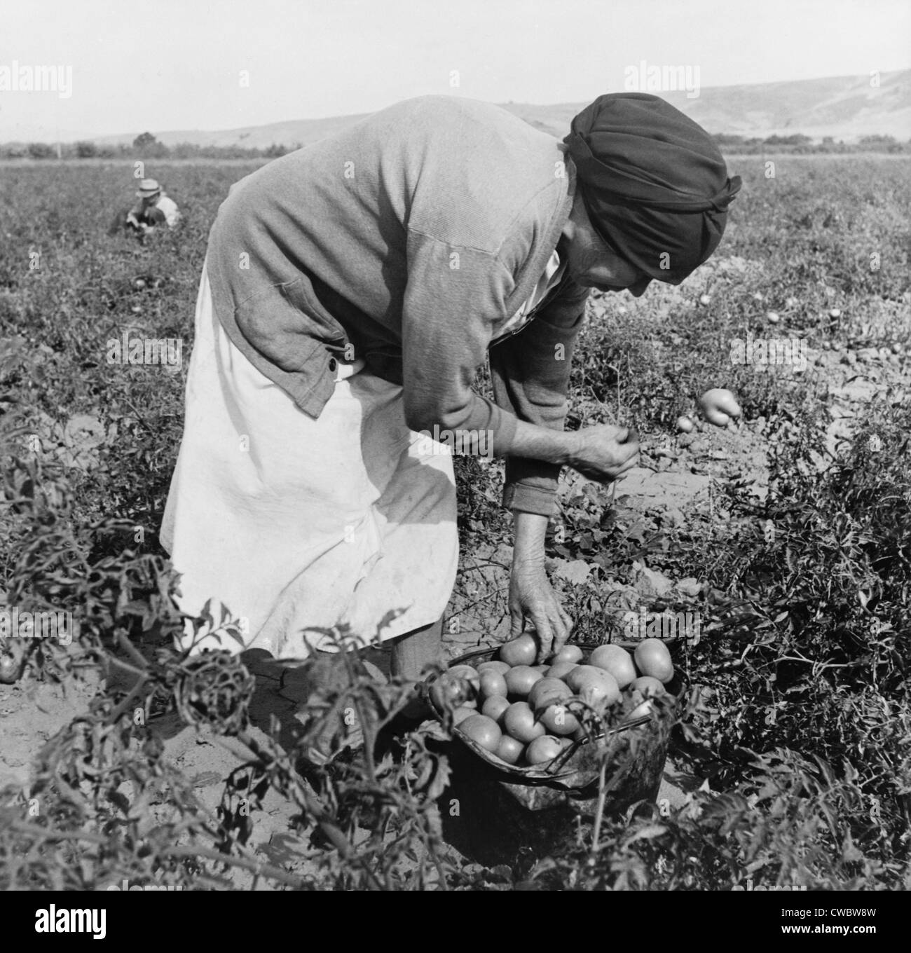 L'américano-mexicaine d'âge moyen femme migrante, pencher pendant la récolte de tomates dans la vallée de Santa Clara, Californie. Novembre Banque D'Images