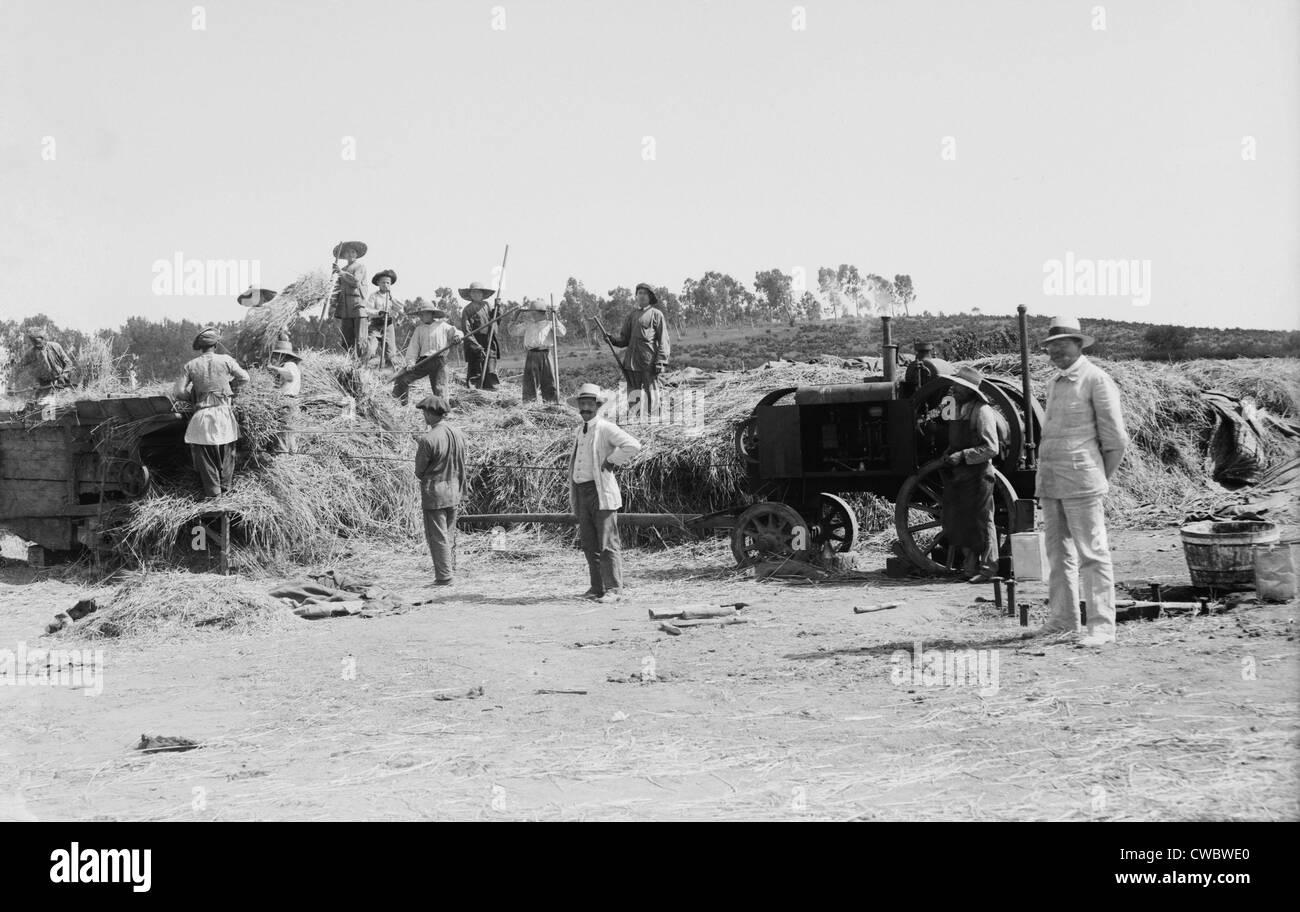 La récolte des céréales dans un établissement agricole communautaire juive, un kibboutz en Palestine. Ca. 1920-39. Banque D'Images