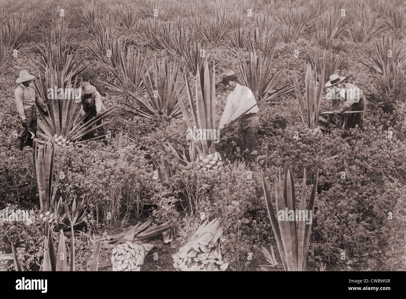 Américains d'origine japonaise sur les plantations de sisal à Hawaii, ca. 1915. Le Japonais a émigré à New York et la côte ouest américaine à partir de 1885 Banque D'Images