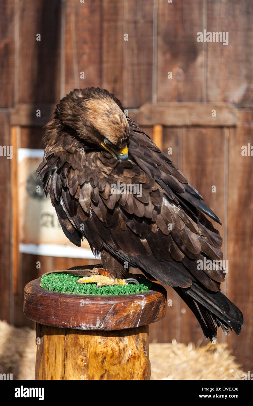 Eagle à un formateur de fauconnerie dans la Foire Médiévale à Óbidos, Portugal. Banque D'Images