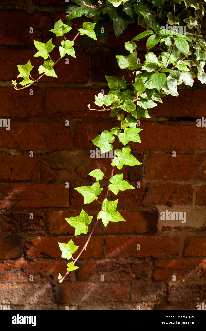 Ivy humide de gouttes de pluie sur le bord arrière ou suspendues sur un mur de briques Banque D'Images