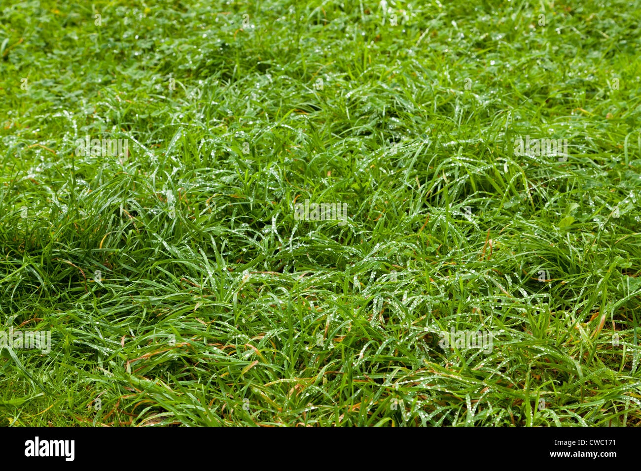 Long de la pelouse L'herbe mouillée après la pluie Banque D'Images