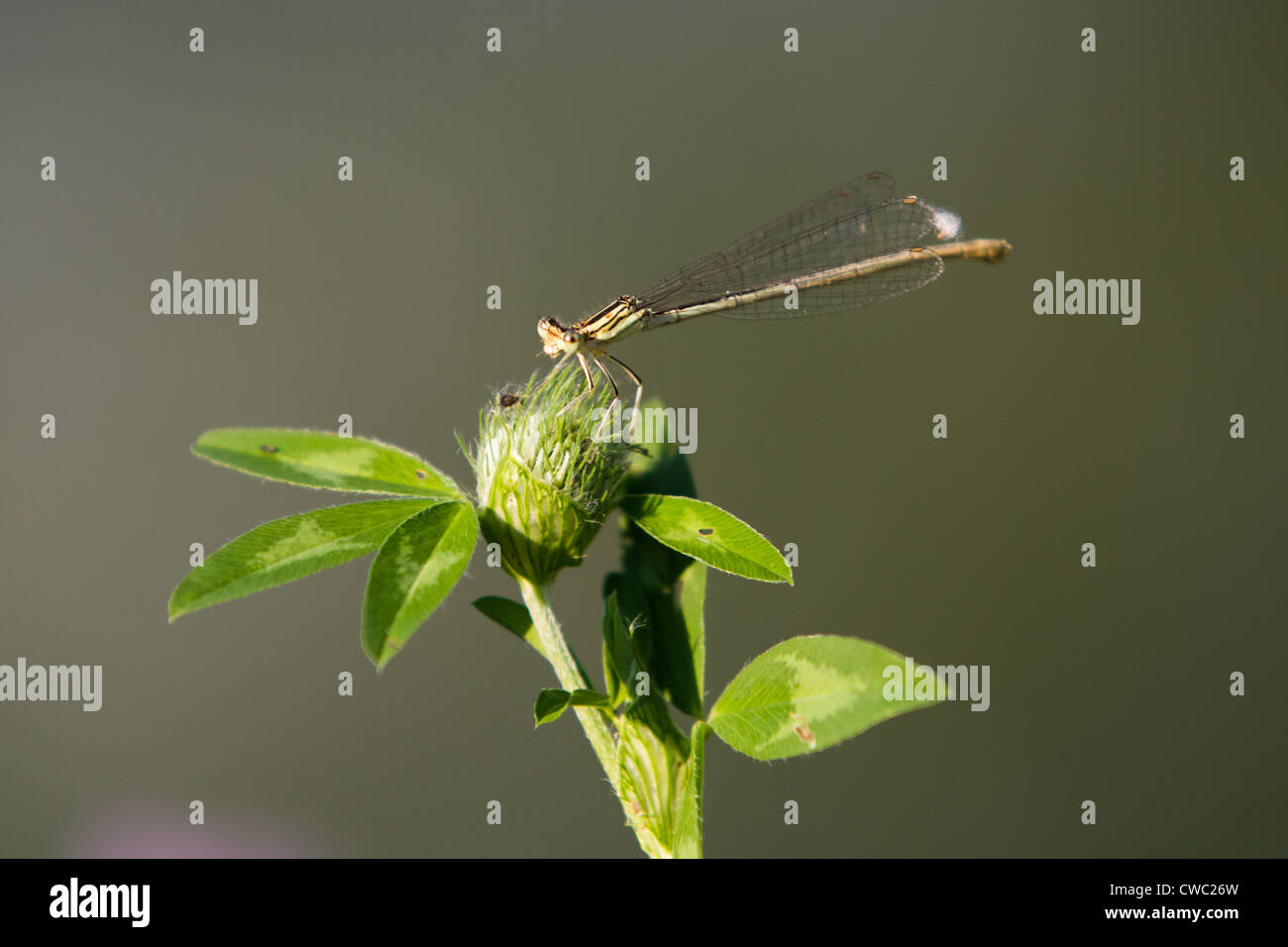 Bluetail commun (Demoiselle libellule, d'Ischnura heterosticta) sur plante verte Banque D'Images