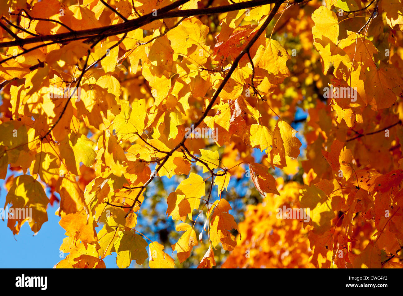 L'automne les feuilles de couleur vive sur un arbre sur fond de ciel bleu dans le sud de l'Indiana Banque D'Images