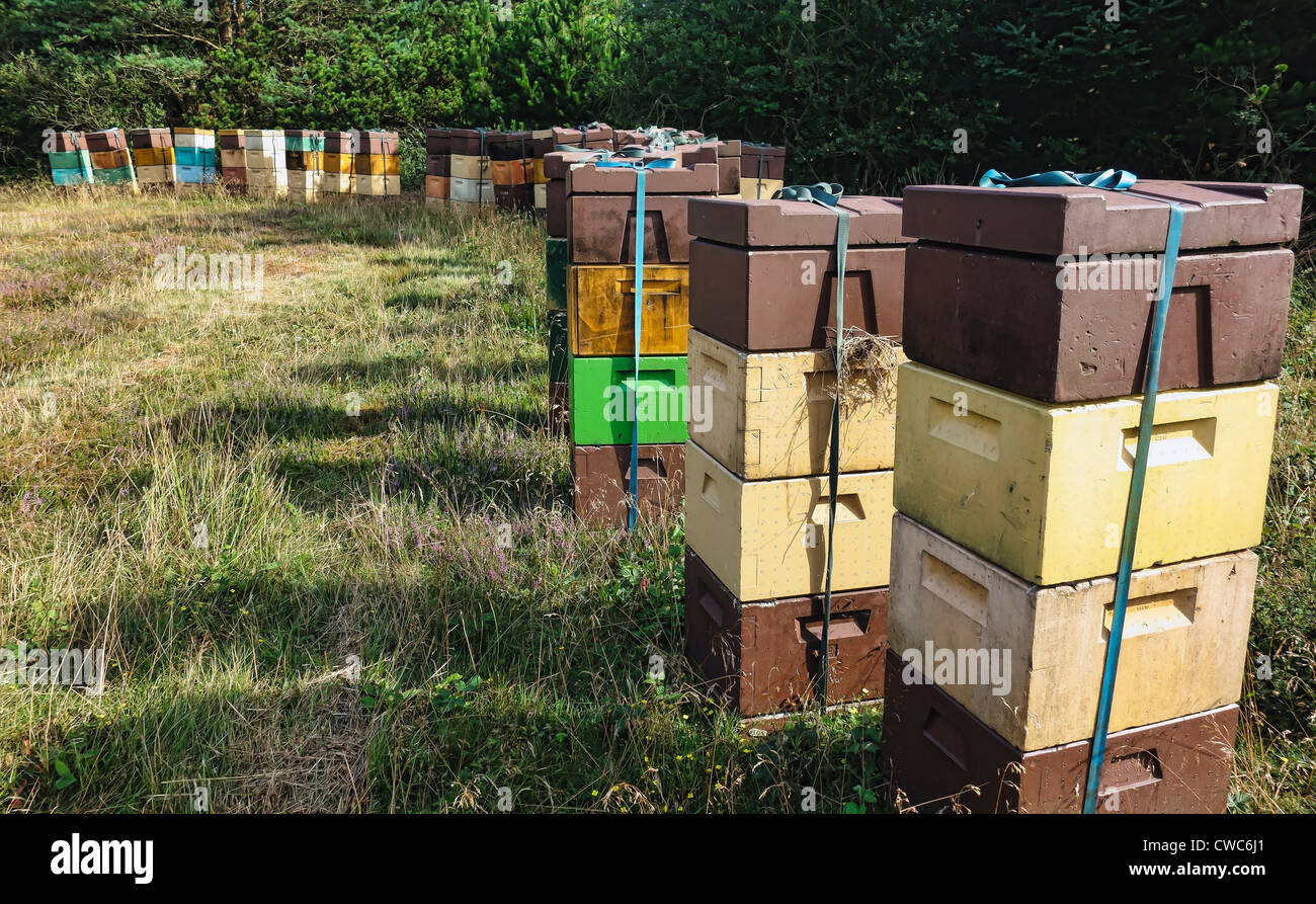 Ruches dans une prairie d'été à danois Banque D'Images