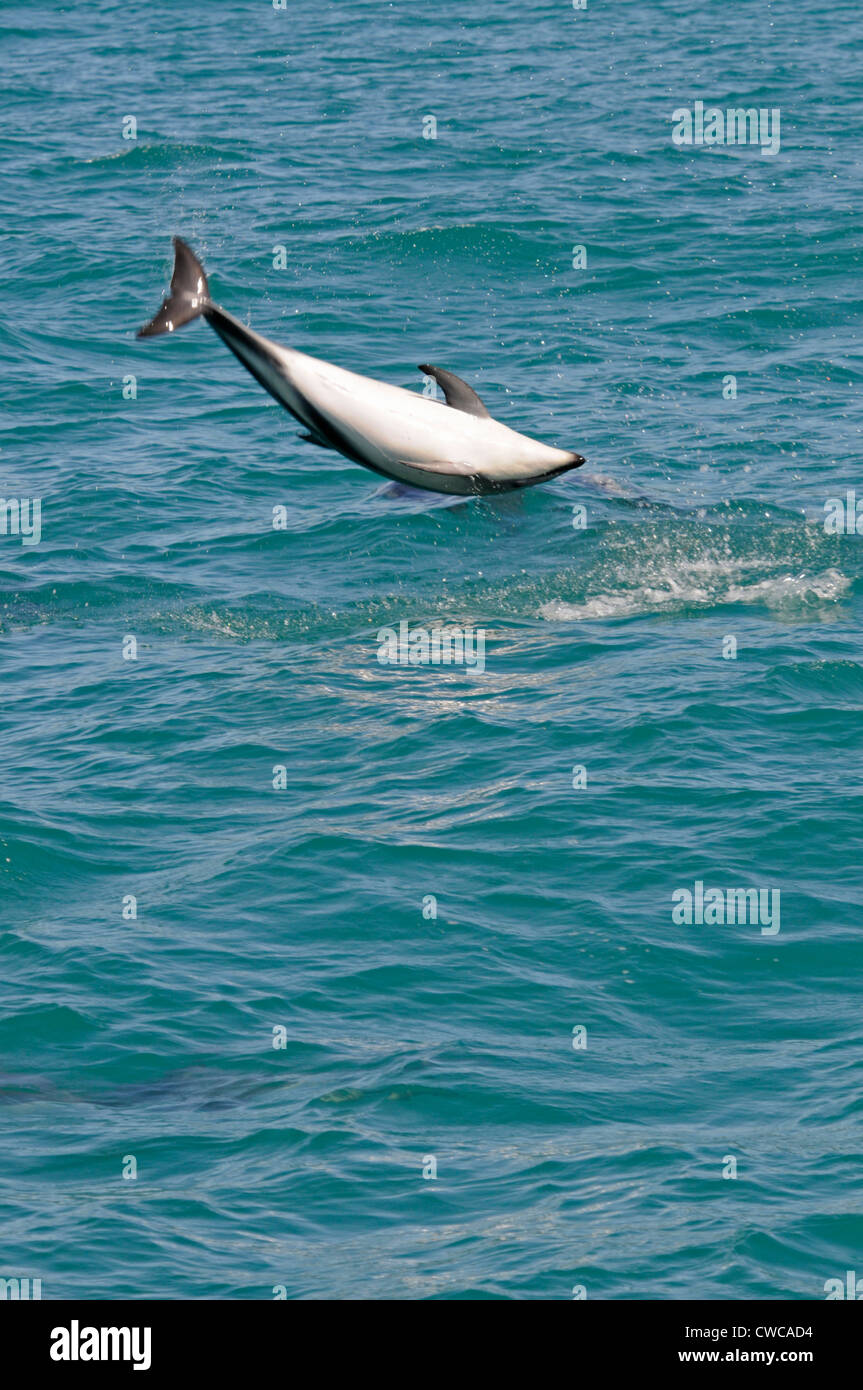 Un Dusky dolphin près de Kaikoura, sur la côte est de l'île du Sud , Nouvelle-Zélande Banque D'Images