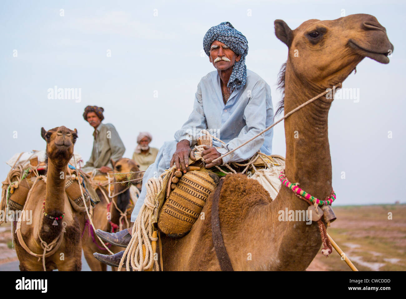 Caravane de chameaux dans la province du Pendjab, au Pakistan Banque D'Images