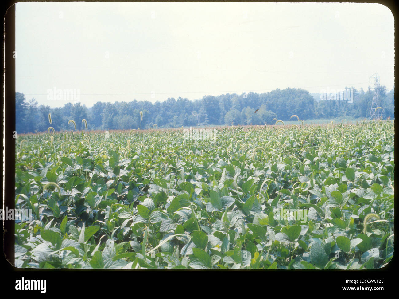 Soja illinois domaine 1960 Agriculture agriculture paysage américain du midwest Banque D'Images