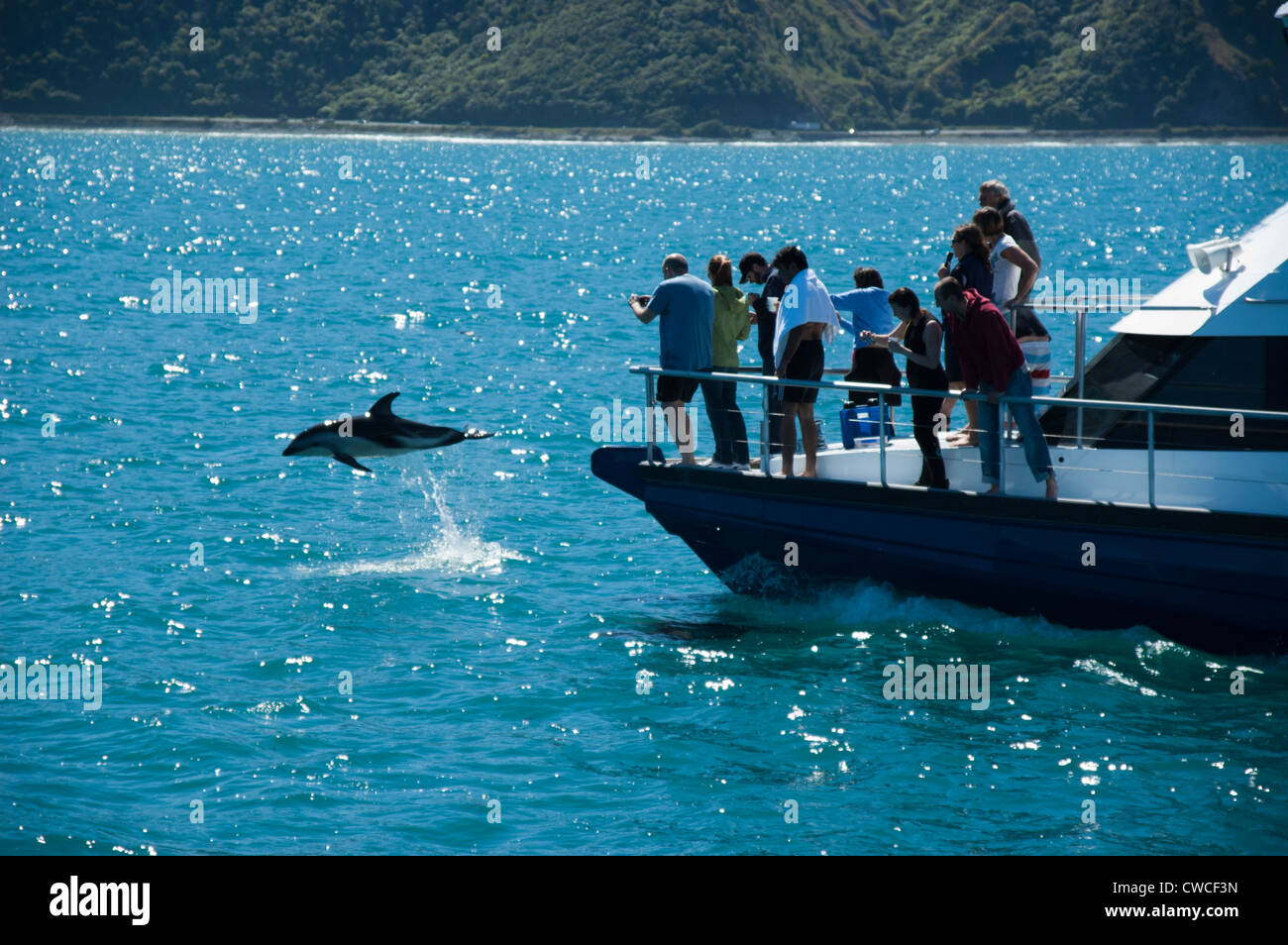 Rencontre des dauphins est une entreprise de tourisme à Kaikoura en Nouvelle-Zélande offrant la nage avec les dauphins et d'observer les dauphins. Banque D'Images