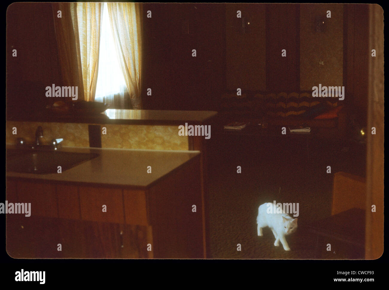 Chat blanc à l'intérieur de maison mobile 1960 décoration intérieur sombre mystère Banque D'Images