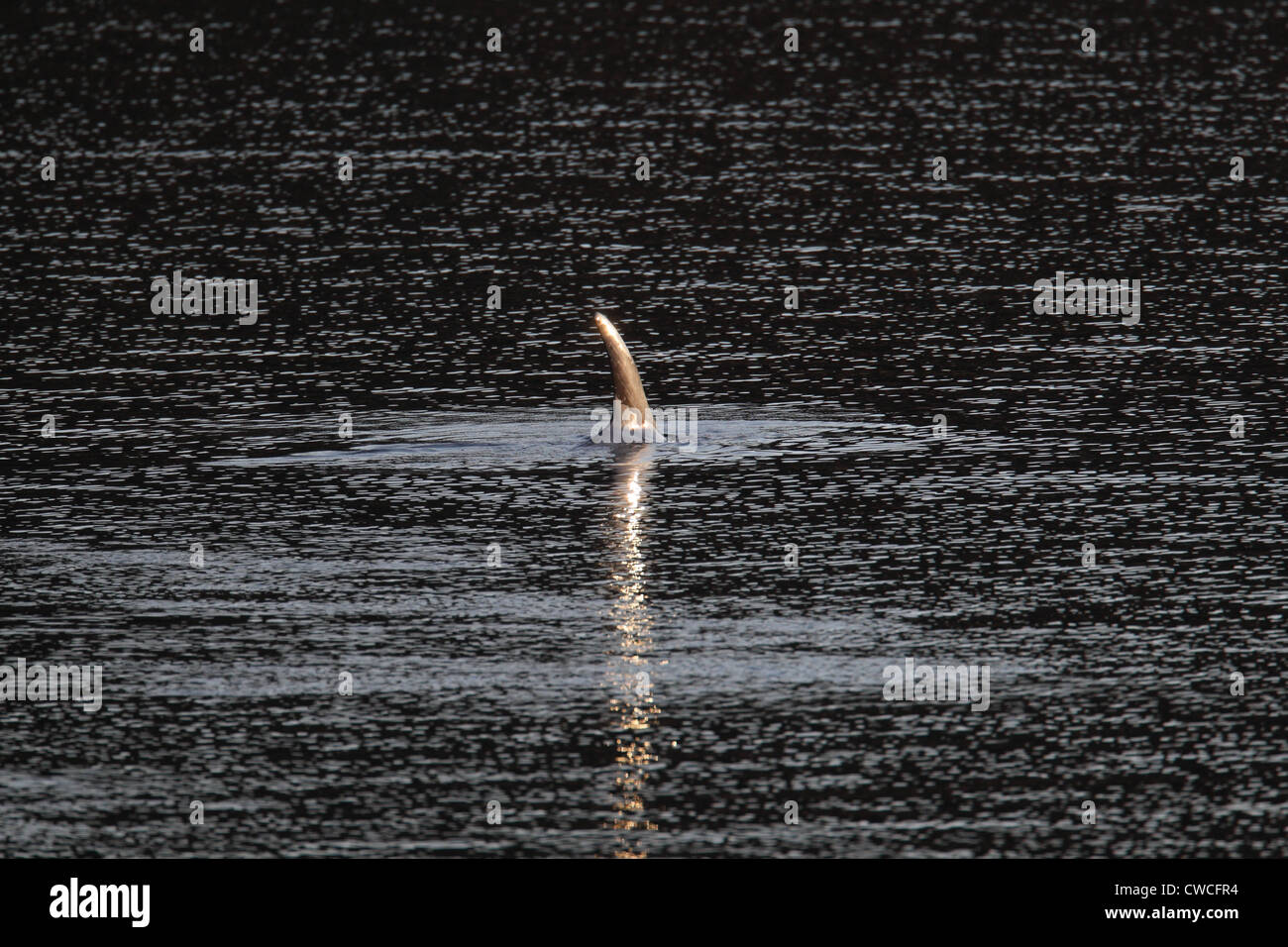 Dauphin de Risso Grampus griseus Catfirth Shetland Ecosse UK Banque D'Images