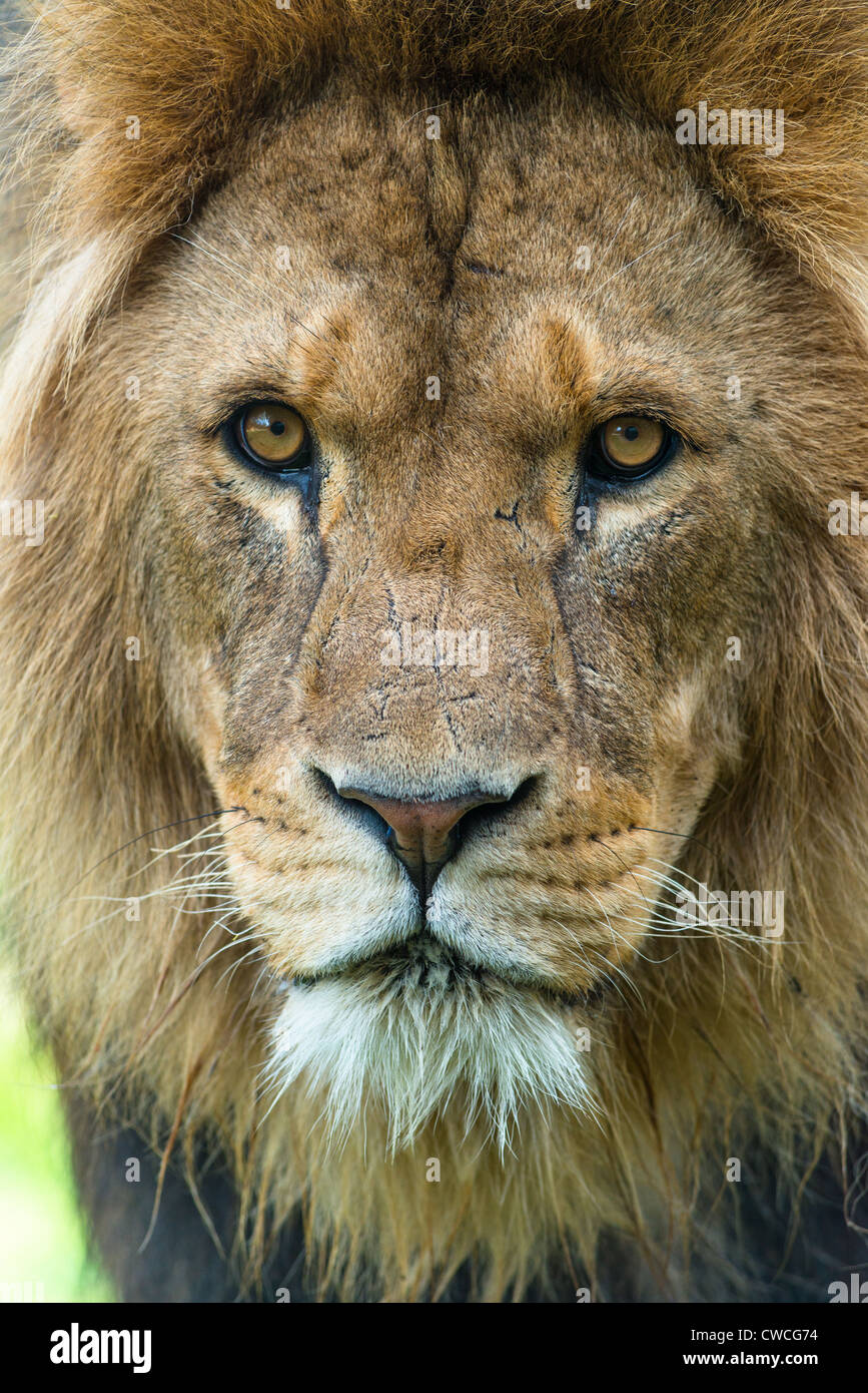 African Lion mâle de près. Banque D'Images