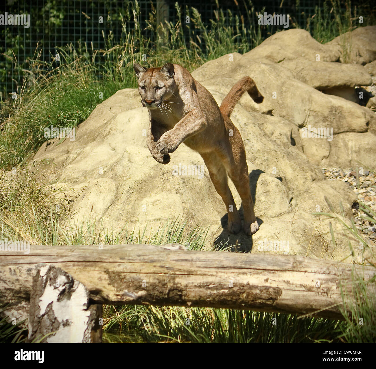 Puma concolor saute au-dessus de l'eau et se connecter en soleil Photo  Stock - Alamy