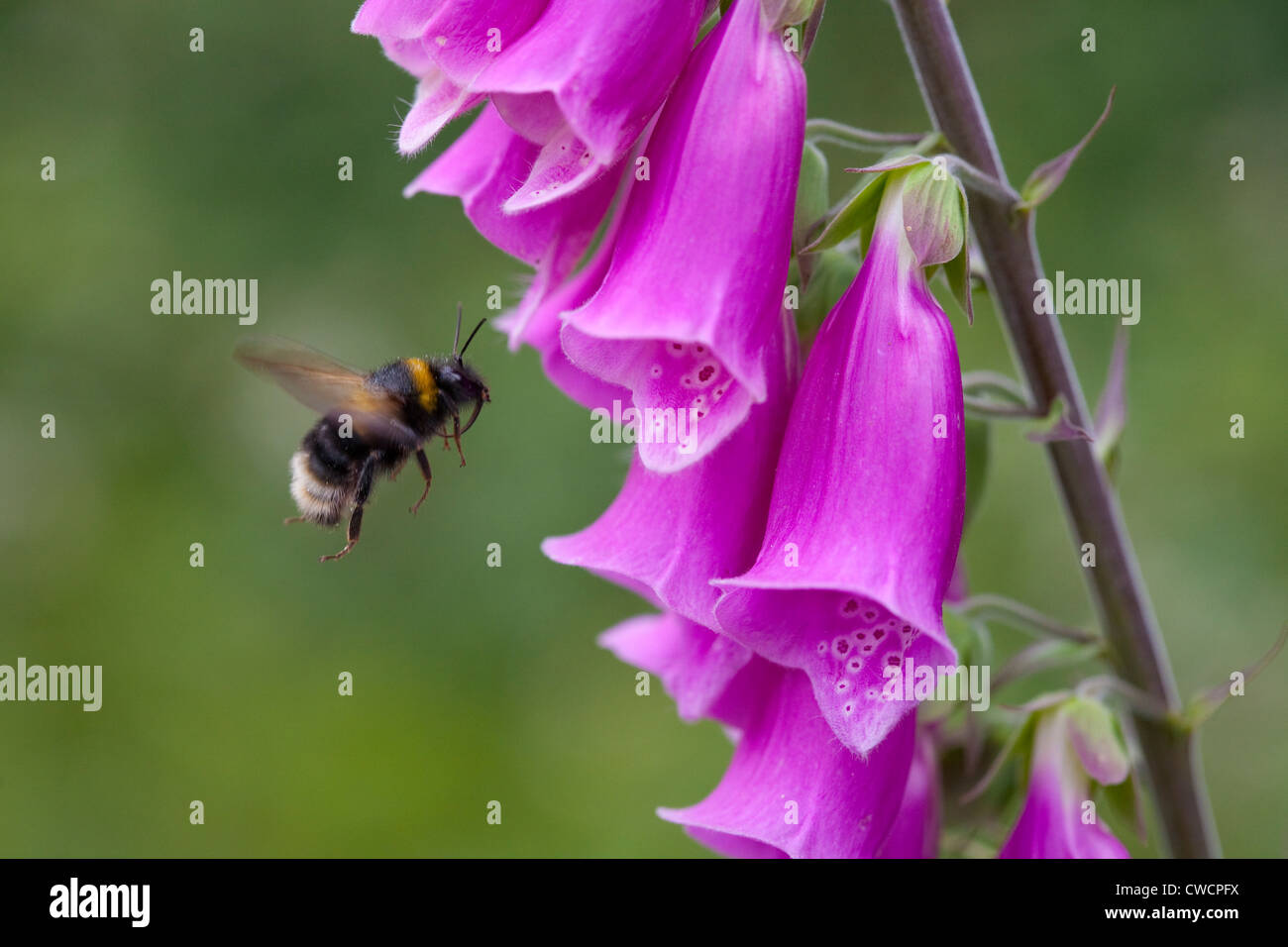 BUFF-TAILED bourdon (Bombus terrestris) en vol, et à l'approche de la fleur de la digitale, Sussex, UK Banque D'Images