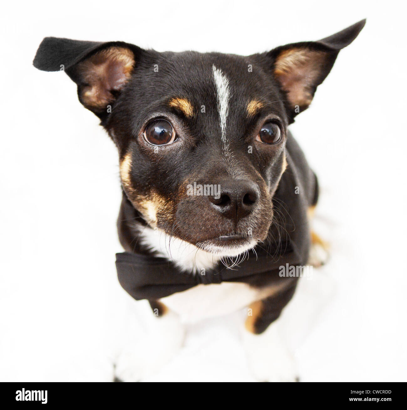 Petit et mignon dog wearing Bow Tie Banque D'Images
