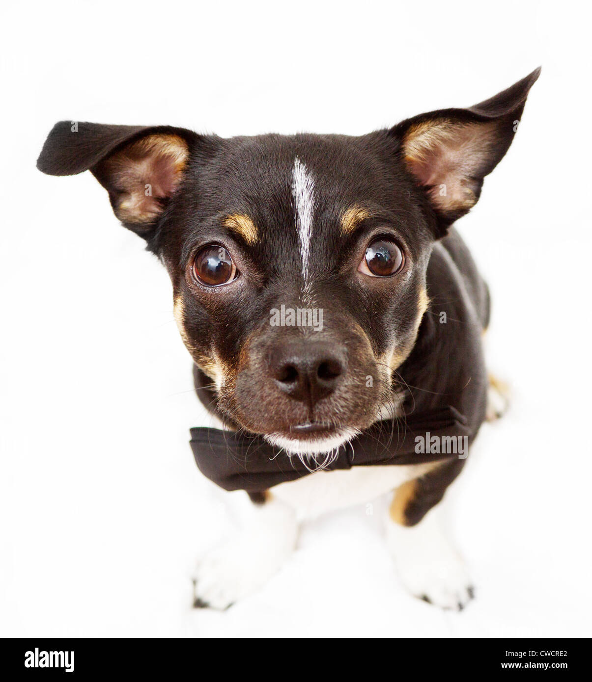 Petit et mignon dog wearing Bow Tie Banque D'Images