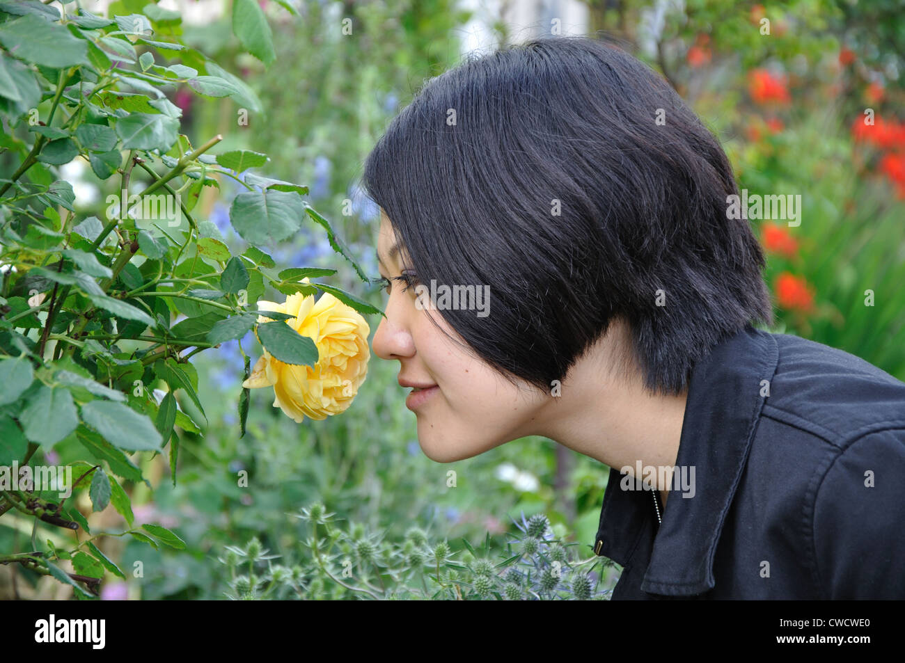 Jeune japonaise sentir une rose jaune, England, UK Banque D'Images