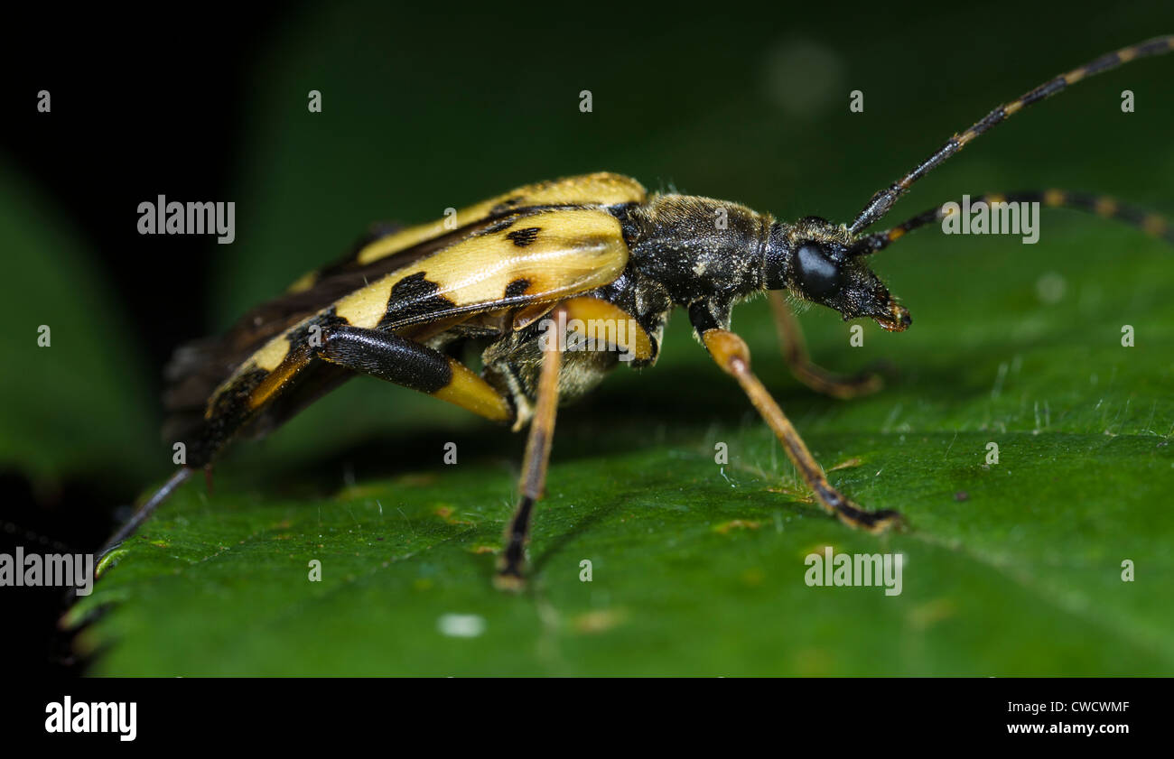 Le longicorne asiatique (Strangalia maculata ou Rutpela maculata) Banque D'Images