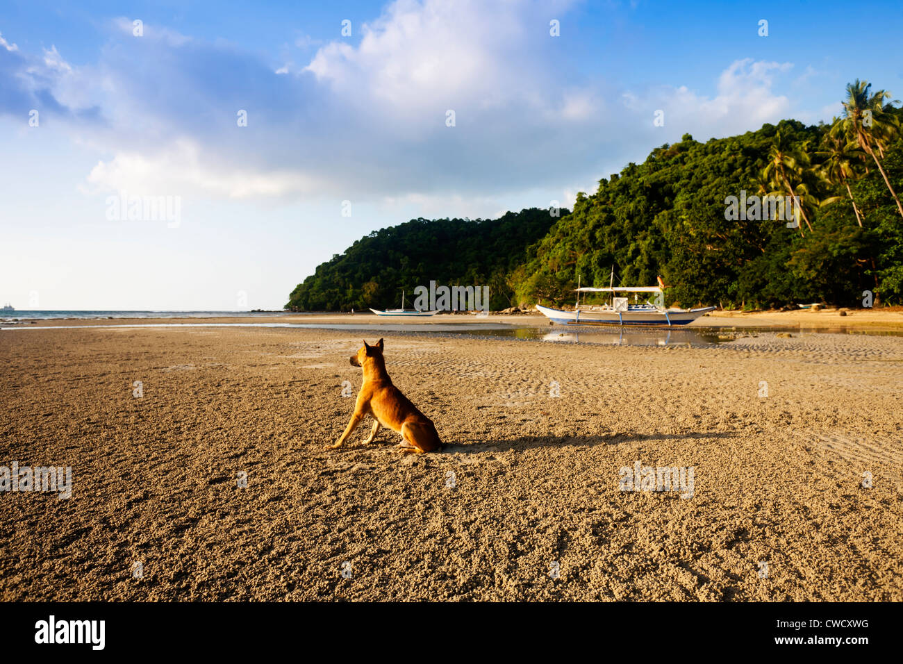 Chien solitaire at beach Banque D'Images